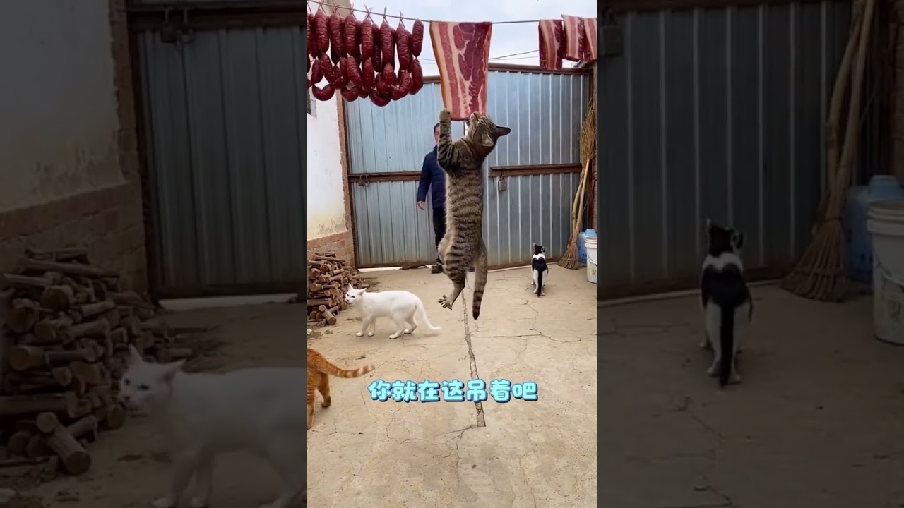 臘肉的誘惑！ #ai創作浪潮計劃 #ai新春遊園會 #貓咪成精 #寵物貓 #鄉村生活日常