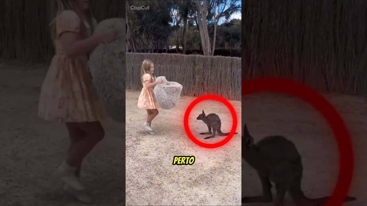 Jamais Faça Isso Perto de um Canguru! 🦘😨#curiosidades#animais