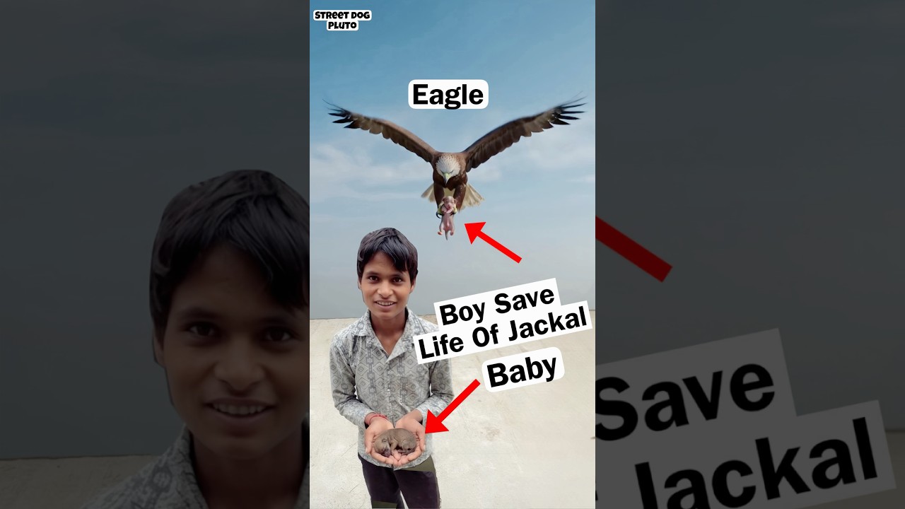 This Boy Save Jackal Baby Life 😱