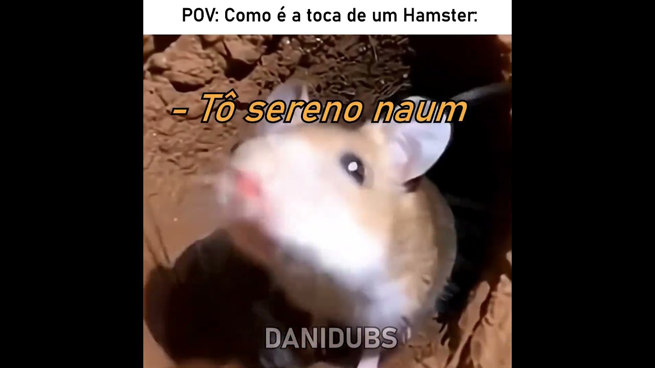 A vizinhança do Hamster até que é bem boa 😅 #edit #humor #memes #fyp #animals