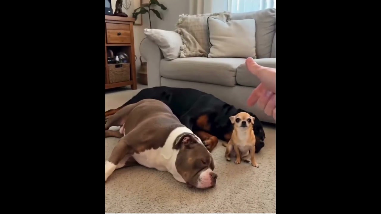 Dogs play dead on command… except one.