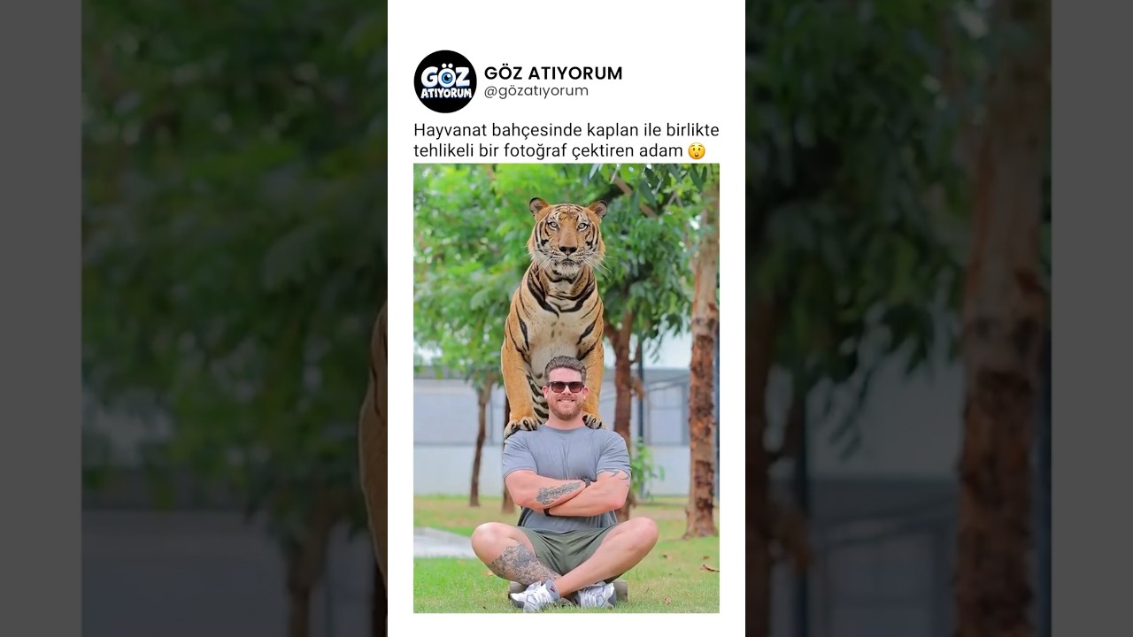 Hayvanat bahçesinde kaplan ile tehlikeli bir fotoğraf çektiren adam 😲