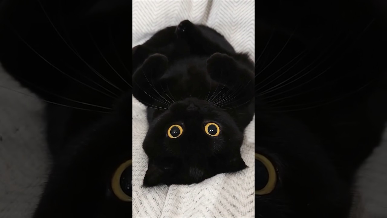 أغرب 10 حيوانات يربيها الأنسان في المنزل | رقم 2 مستحيل تتخيله!