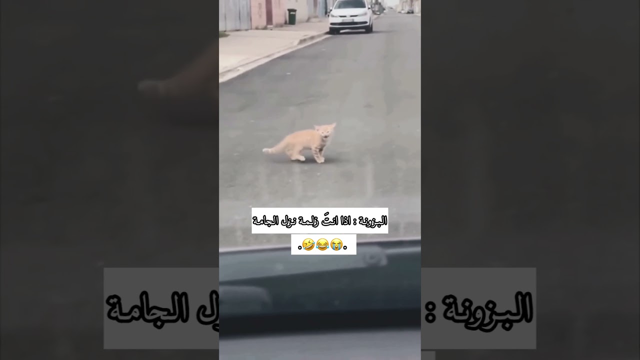 البزونه ما ردنه الطلايب بس تجي كوه 🤣#لايك_اشتراك#ستوريات#واتباد#ميمز#ميمز_ضحك#العراق#اكسبلور#shorts