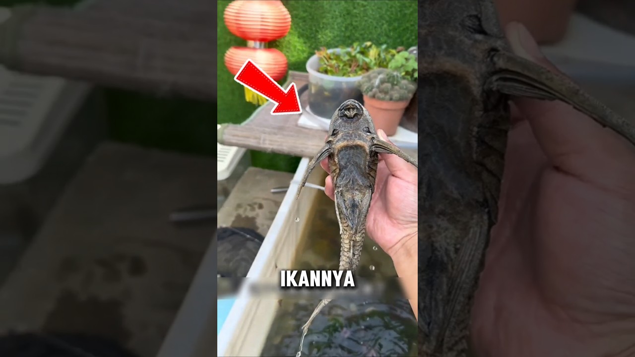 Nyari ikan malah dapat belut #short