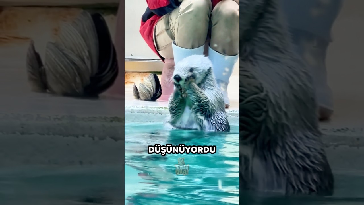 Bu Su Samuru Çok Üzülmüştü 💔