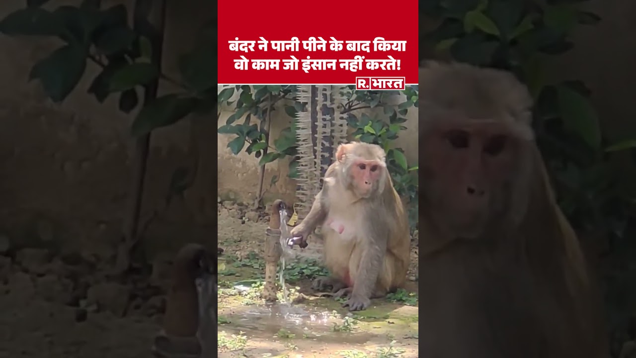 Monkey Open Water Tap Like Human: इंसानों की तरह नल चलाकर पानी पीता समझदार बंदर! | Viral Video