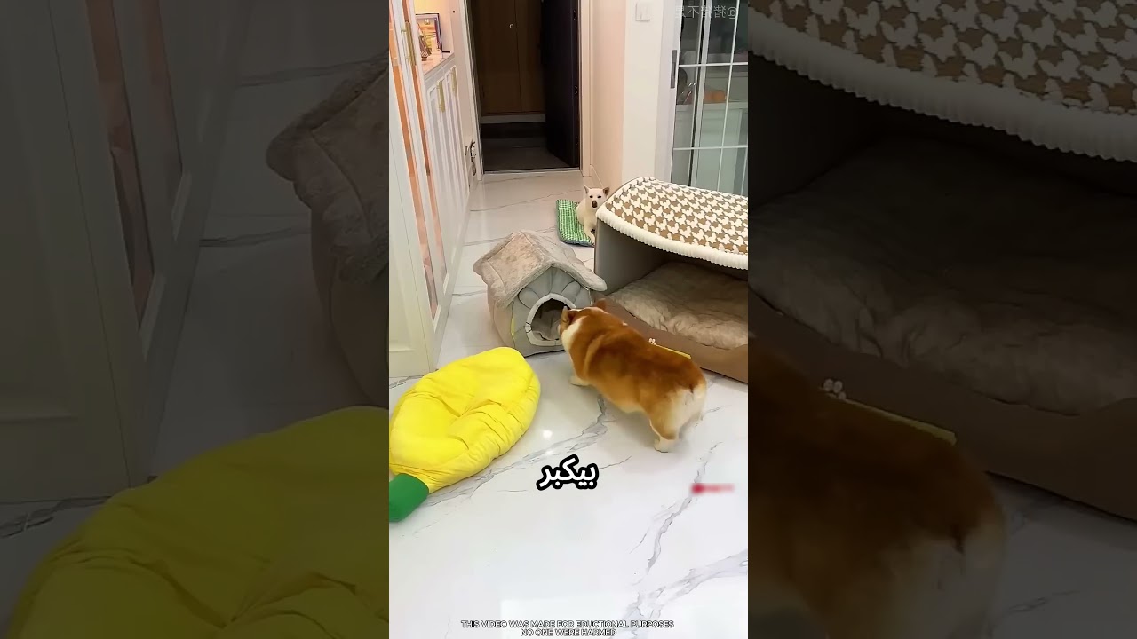 بيت الكلب صغير جدا عليه #viral