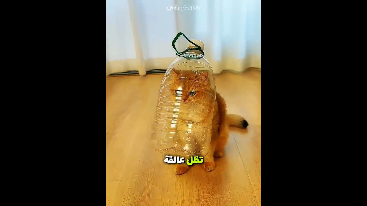 تم خداع القطط لشرب الماء 😂🐱