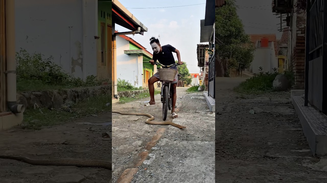 🔥 Cemong Langsung Ngerem Saat Lihat King Cobra Vebby! #shortvideo #shotrs #snake