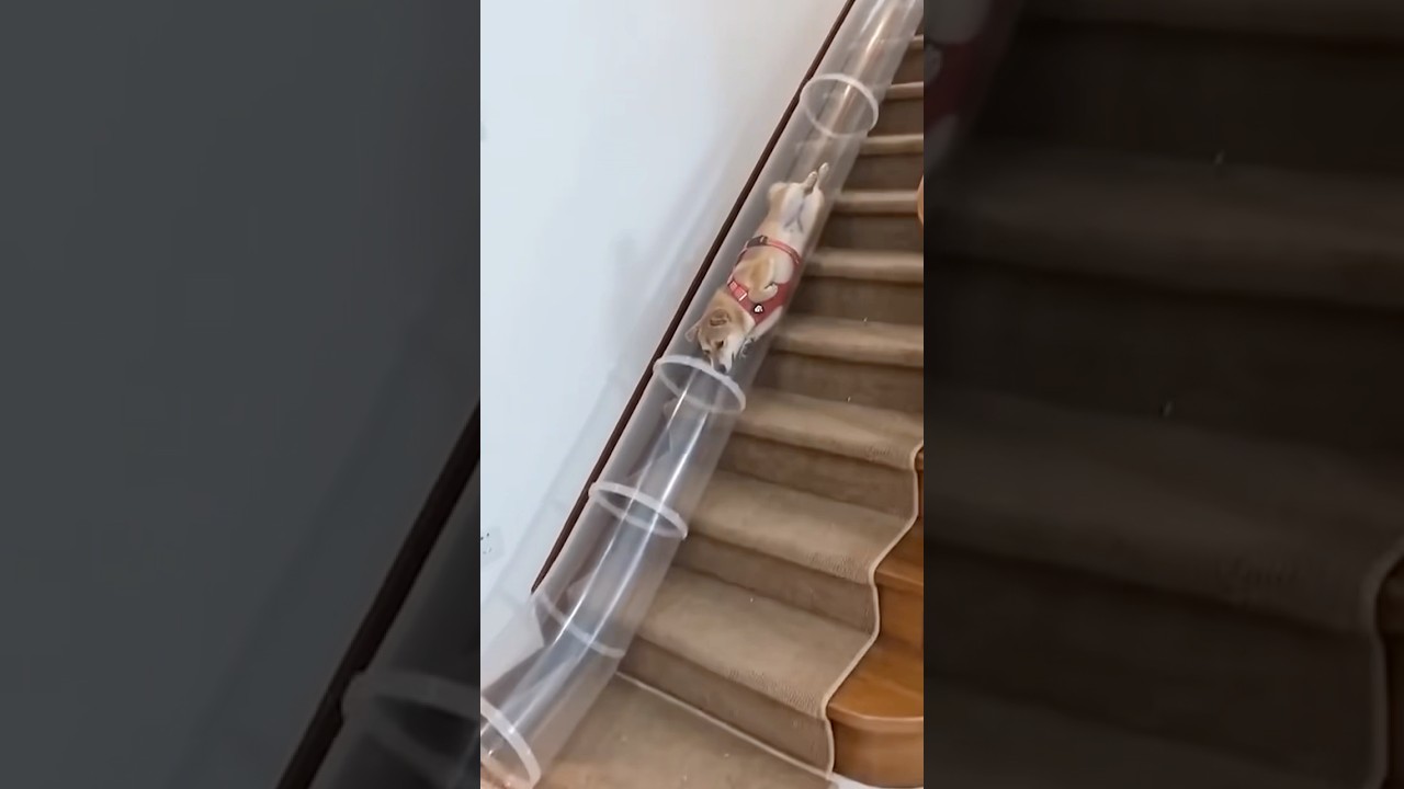 This would be going on all day in my house! 😂🙈