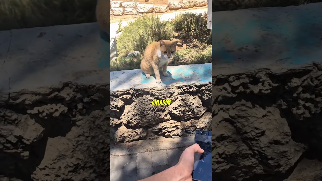Sanırım Kedi Bana Epey Kızdı.. Ama Onun Suçu Yok , Haklı... #shorts