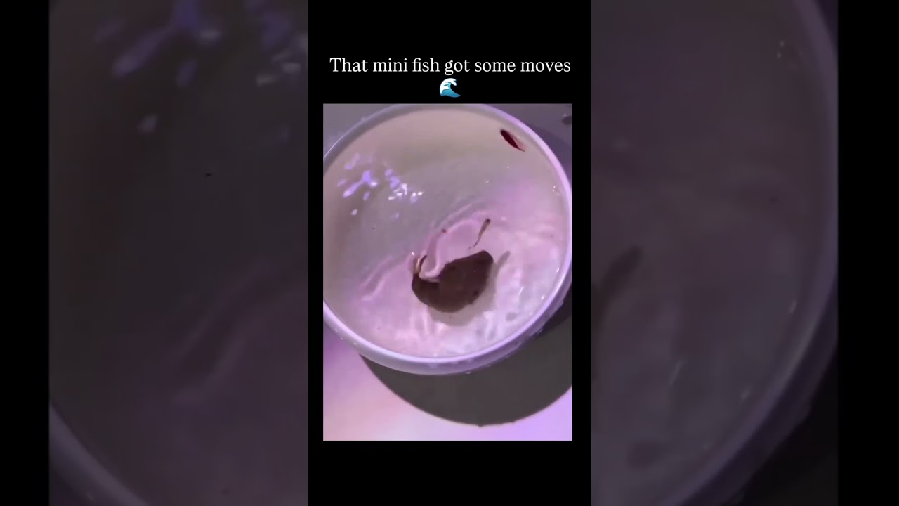 That mini fish got some moves ❤️‍🩹🥹