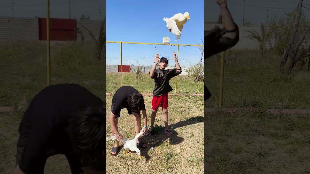 ما طير البطه 😂