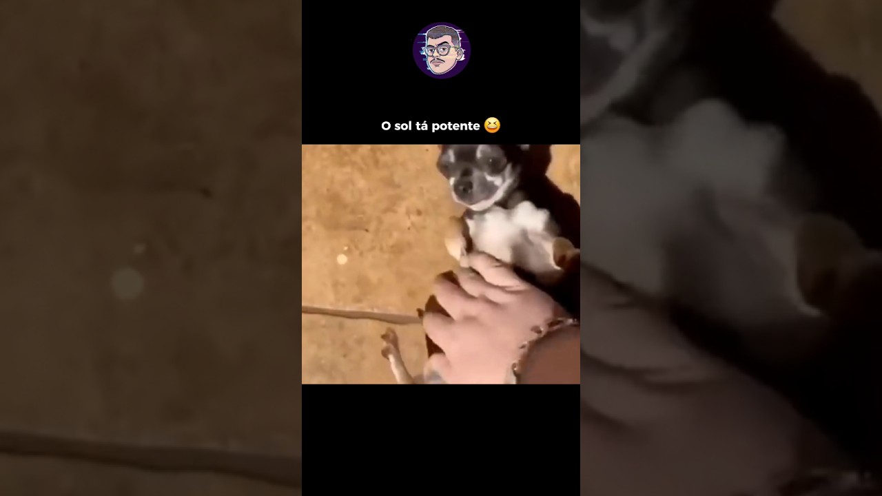 Quanto pinsher 😆 #memes #humor #comedia #shortsvideo #shortsfeed #shorts