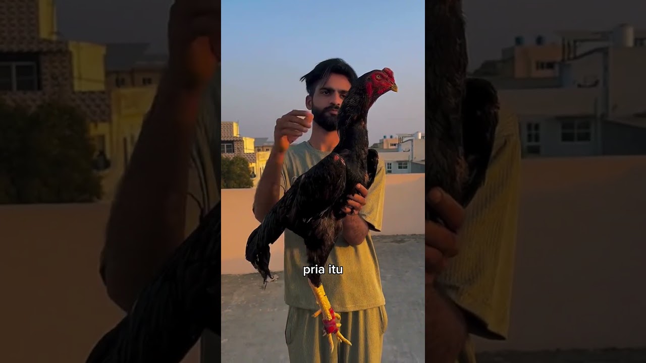 Ayam Ini Tumbuh Tinggi Seperti Jerapah