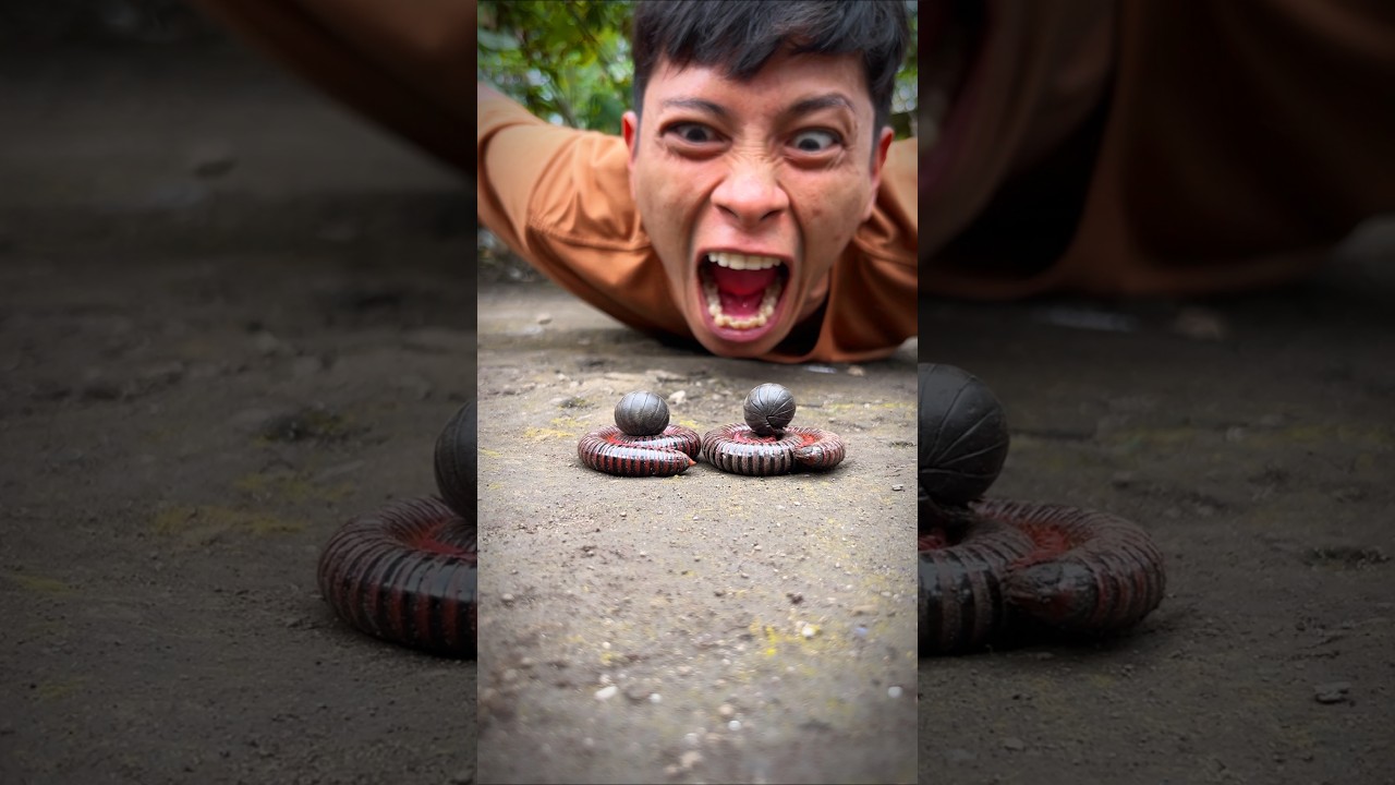 Don’t Be Angry, this is the best camouflage of the cute twin millipedes and the cute twin Armadillo