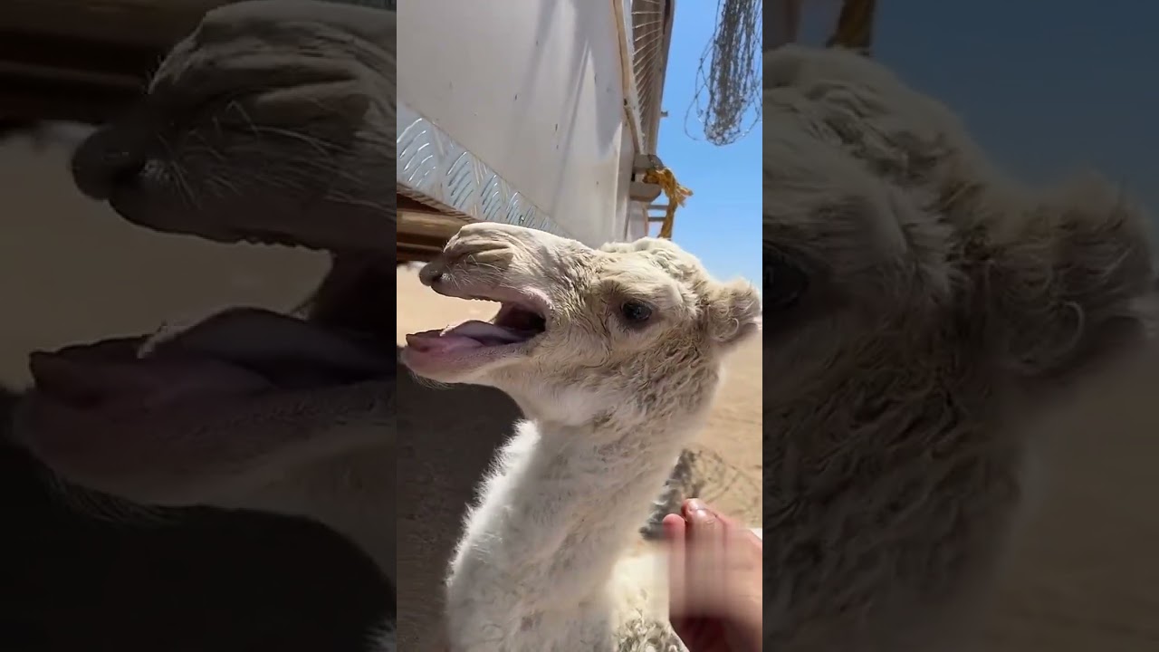 #اكسبلور #شورت