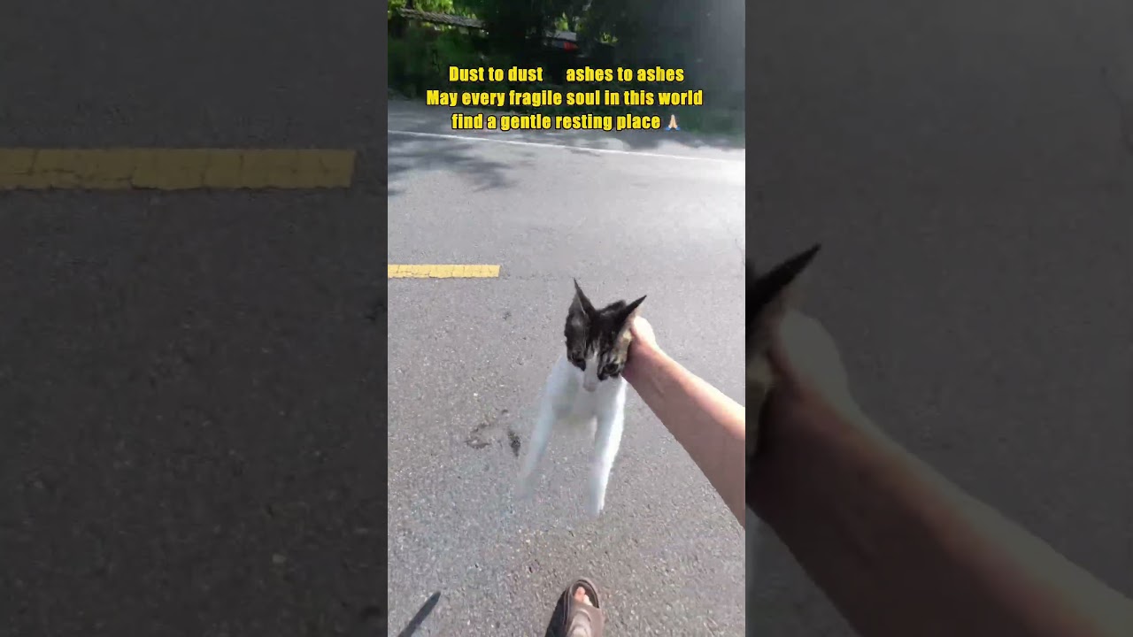 A Companion Waited for It to Wake Up...Reciting Namo Ratnasikhin Buddha for Departed Stray Cats. 🐾🕯️