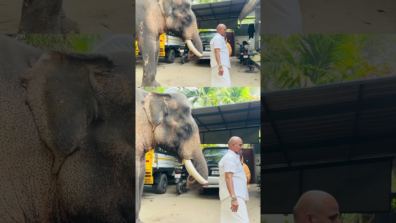 ഗഫുർക്കാന്റെ കുഞ്ഞൻ #elephant