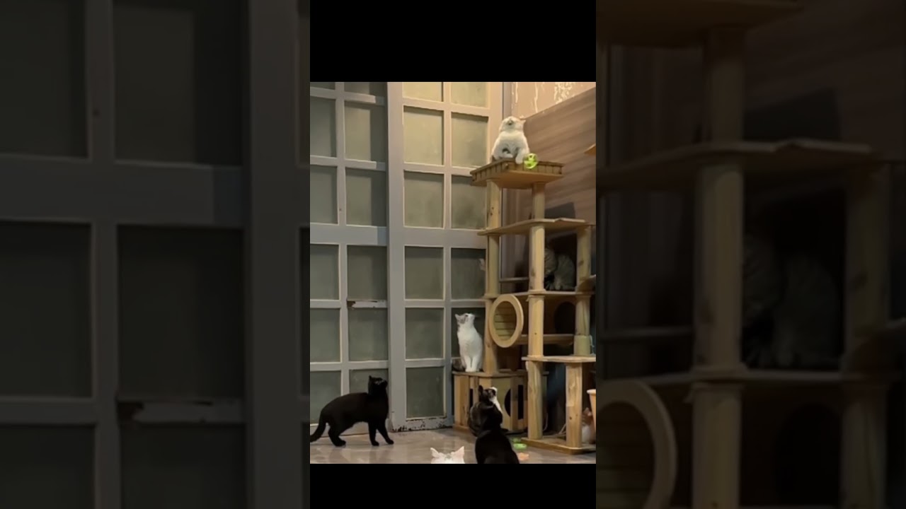 O brinquedo para gatos usado no vídeo está fixado no vídeo