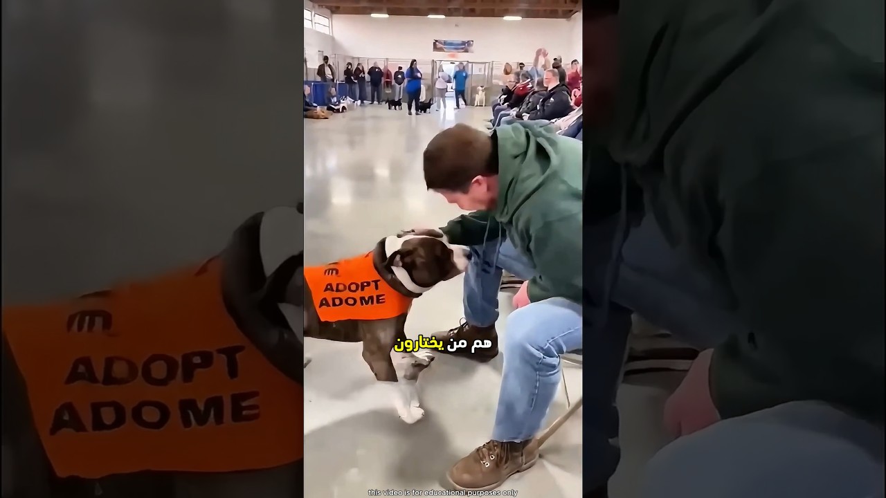 الكلاب تختار من يتبناها 😮 #shorts