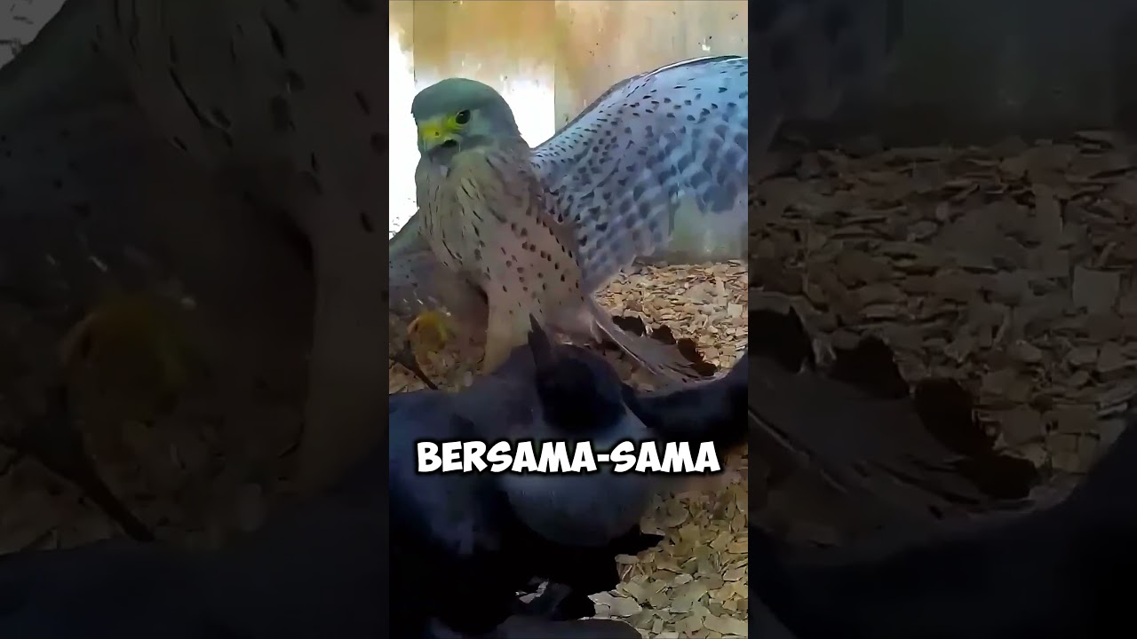 1 BURUNG BETINA VS 2 GAGAK⁉️