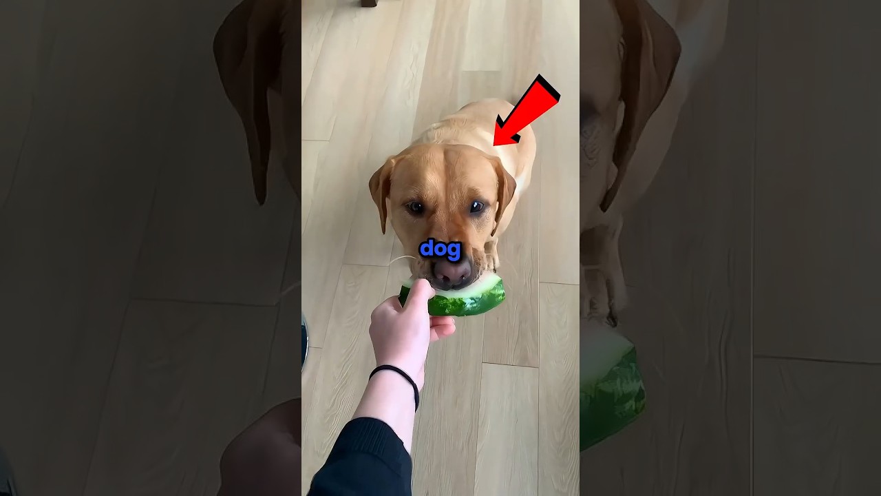 Never give your dog a small bite #shorts