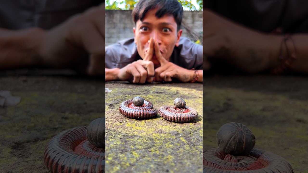No sound yes, There are cute twin millipedes and cute twin pill millipedes sleeping peacefully
