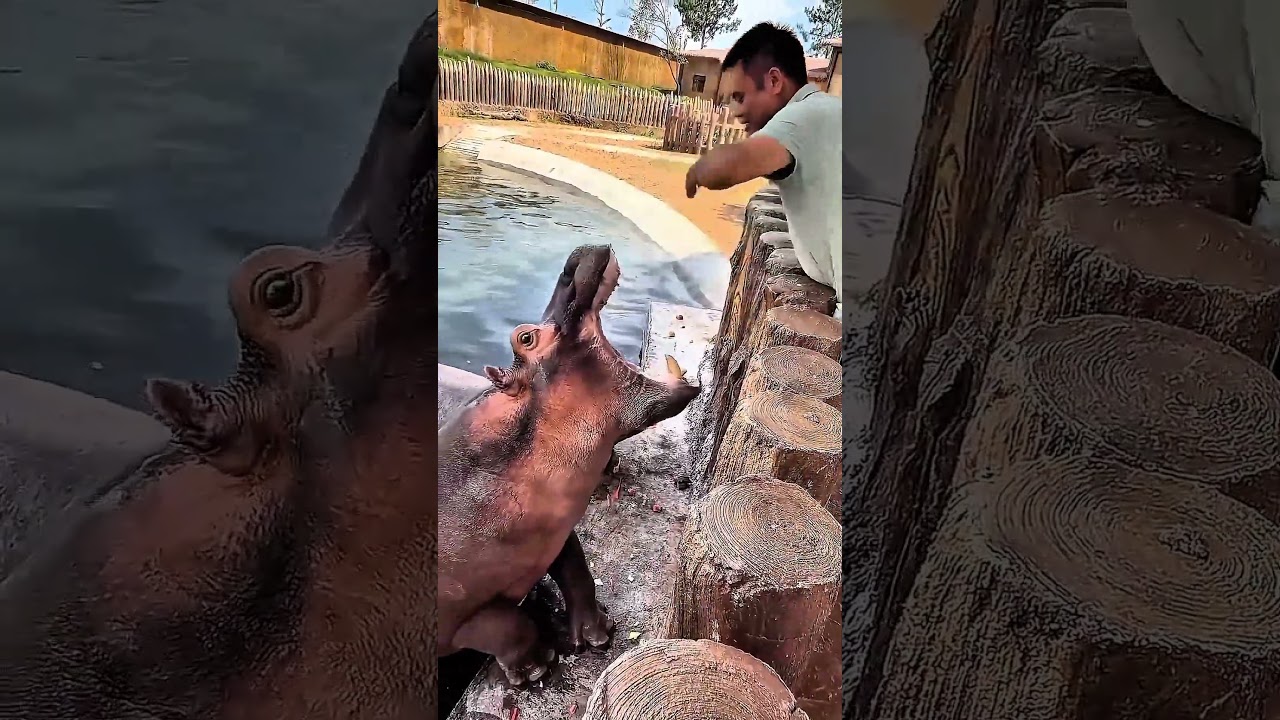 إدى فرس النهر بطيخة… وفجأة جه واحد تاني يطالب بحقه! 😱🍉🦛