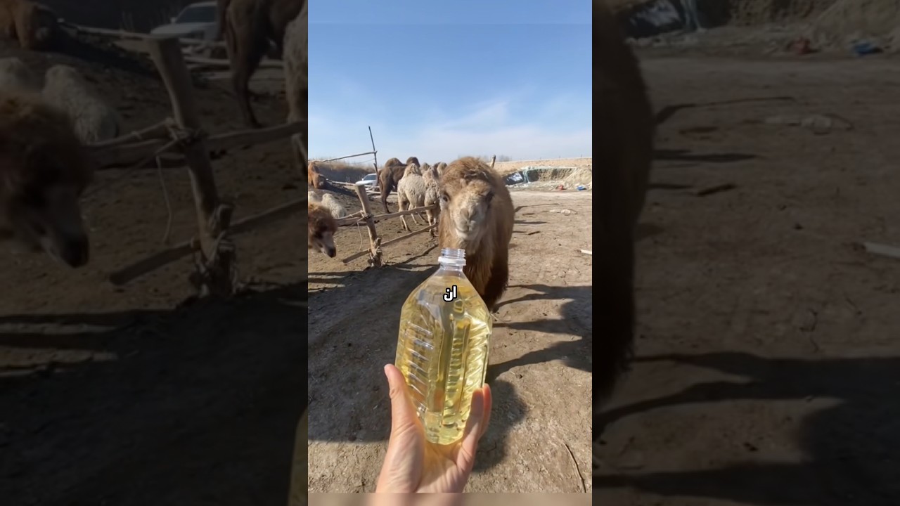 خطأ بسيط بالصحراء يهدد حياة قطيع كامل!