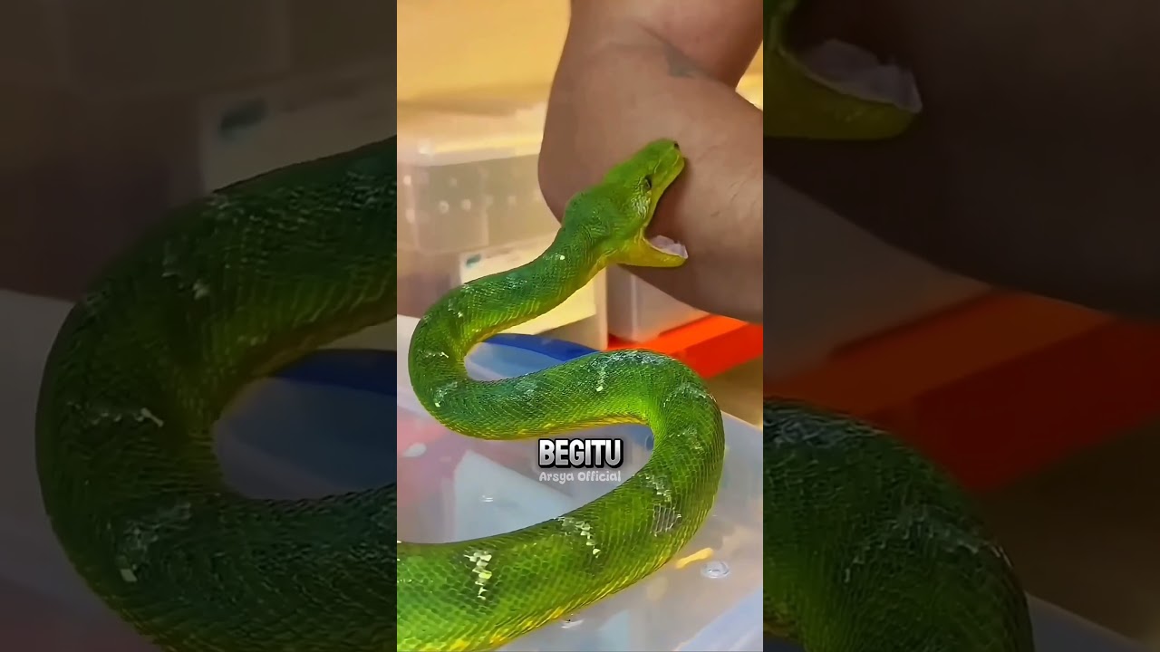 Sekali Gigit Nggak Bisa Lepas ⁉️😱