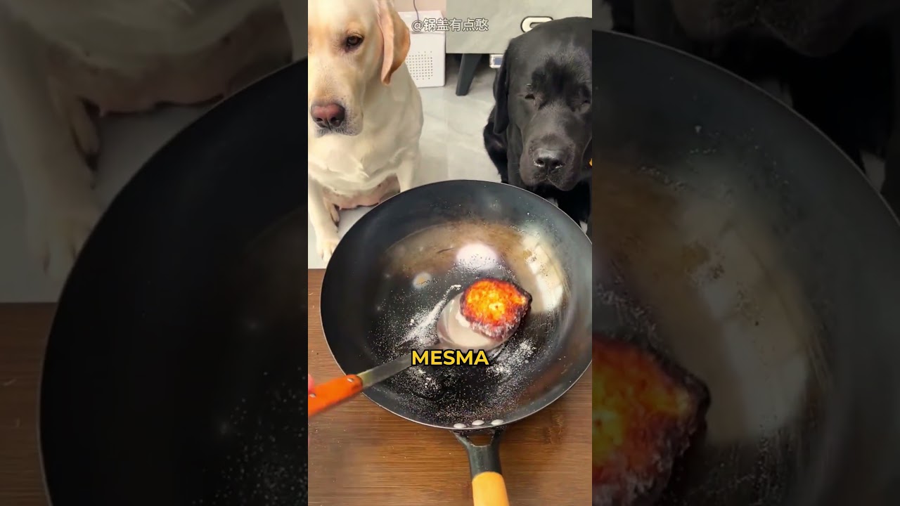 Os cachorros estavam brigando por um pepino, então ela teve essa ideia!