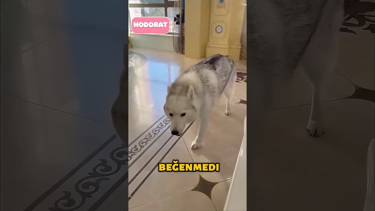 Köpek bu işi çözmüş ‼️🤣
