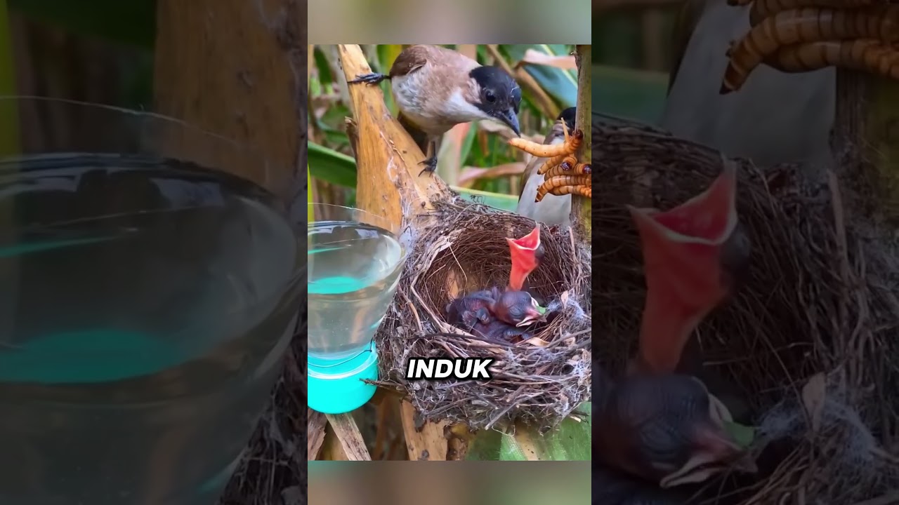 Mengapa Induk Burung ini Ga Kasih Makan Anaknya⁉️