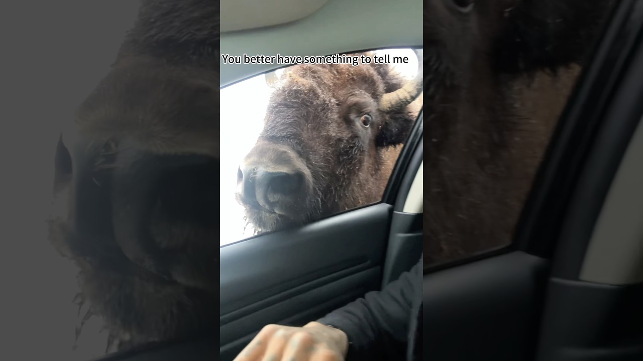 Friendly reminder: give this guy some space ⚠️#cow#fyp#foryoupage #foryou#tiktok - Published by Pawprint-Fusion