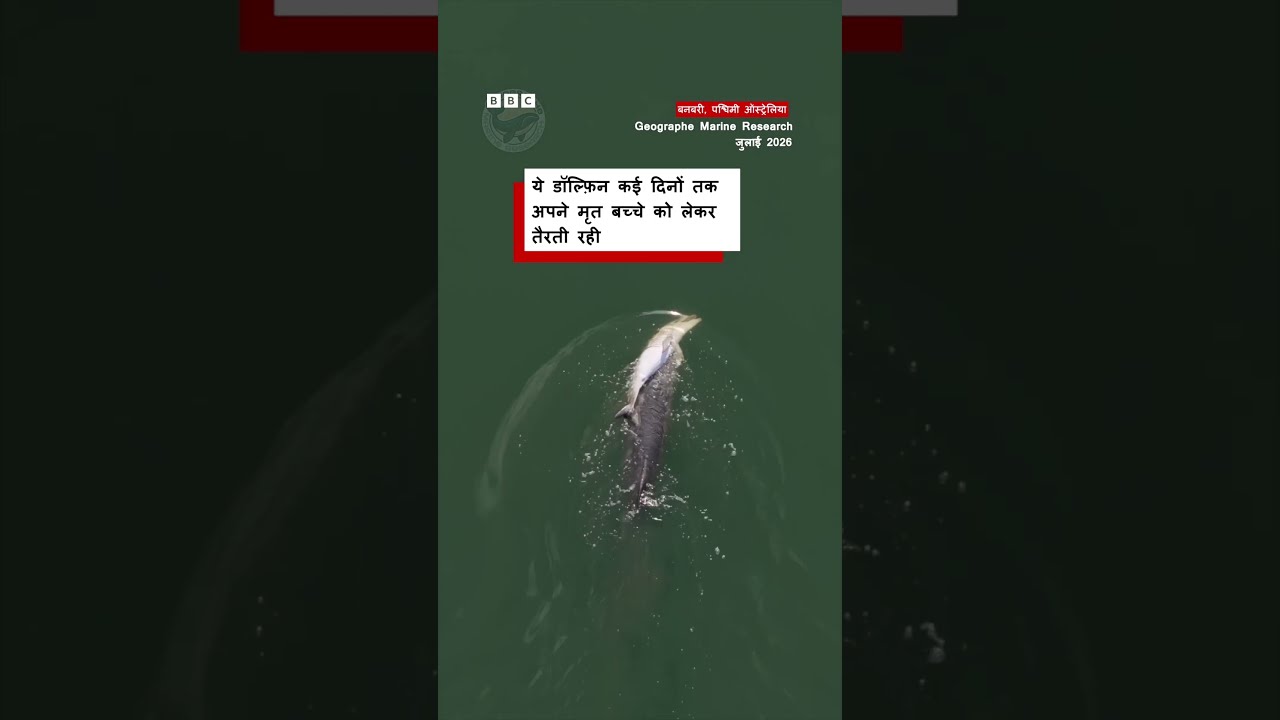 ये Dolphin कई दिनों तक अपने मृत बच्चे को लेकर तैरती रही । (BBC Hindi)