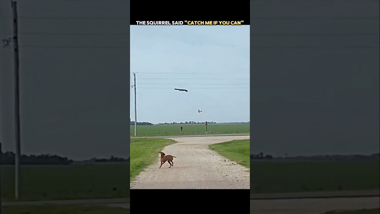 Dog Chases a Squirrel... But This Escape Is Unbelievable! 🐿️🐶 #trending #animals #wildlife #shorts