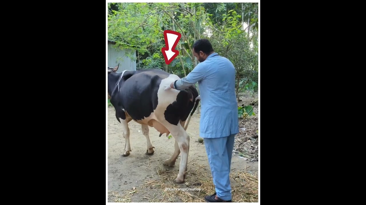 অসুস্থ গরুটিকে ডাক্তার চিকিৎসা করে দেখলে আপনি অবাক হবেন #youtubeshorts #facts