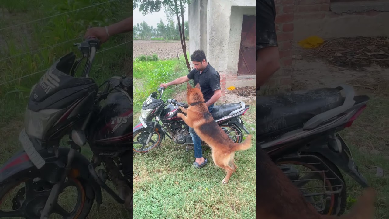 Ye manku bahut chalu hai #monkey #gsds #manku #germanshepheard #petlove #pet #cute #animallovers