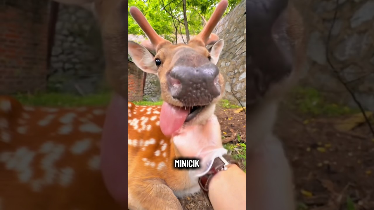 🦌 Geyiklerin Kaşınma Keyfi 😂