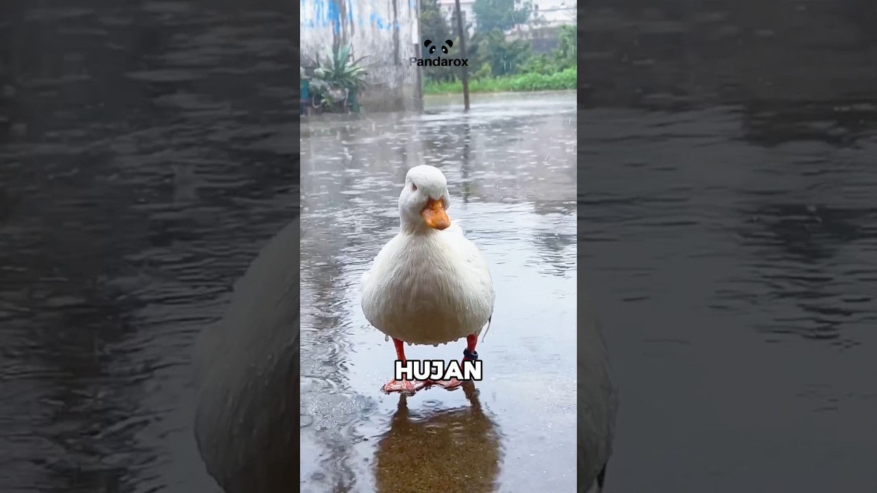 Hewan Ini Ternyata Bodo Amat Sama Hujan! 😱