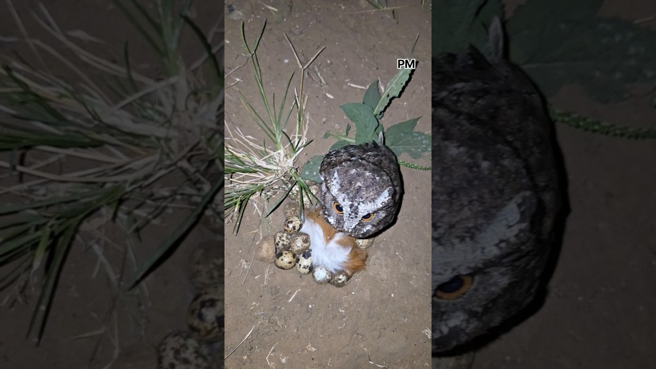 Burung mistis bertelur #shortvideo