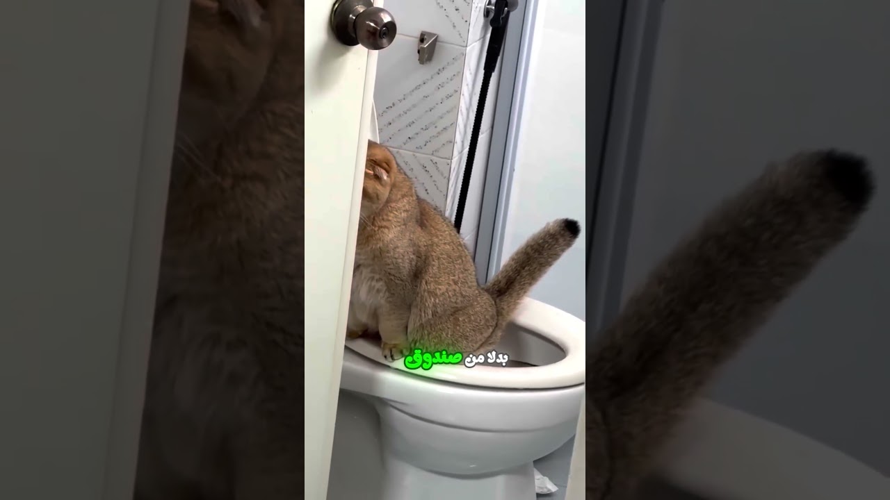 كيف تدرب قطتك على استخدام المرحاض؟ 🐱