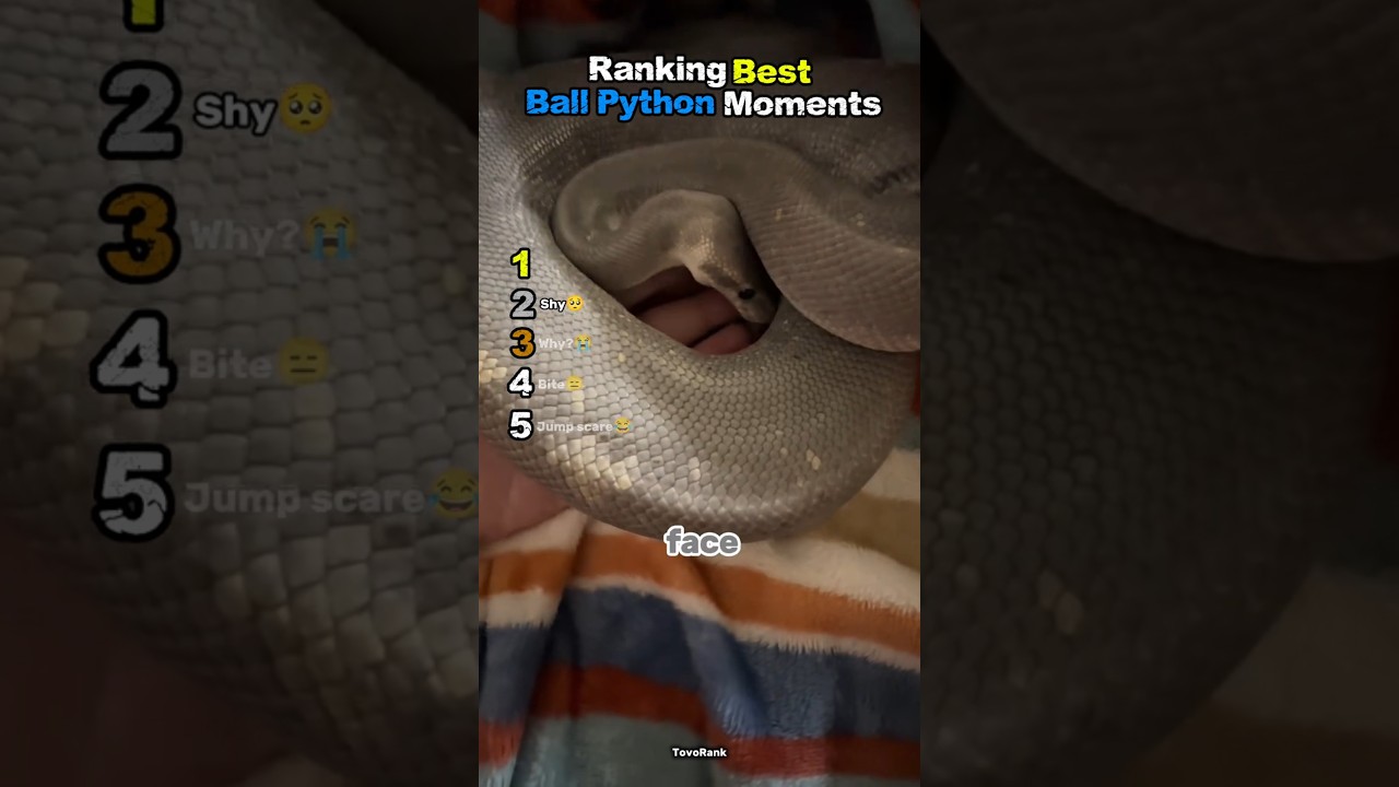 Ranking Best Ball Python Moments 🐍#shorts #ranking #animlas