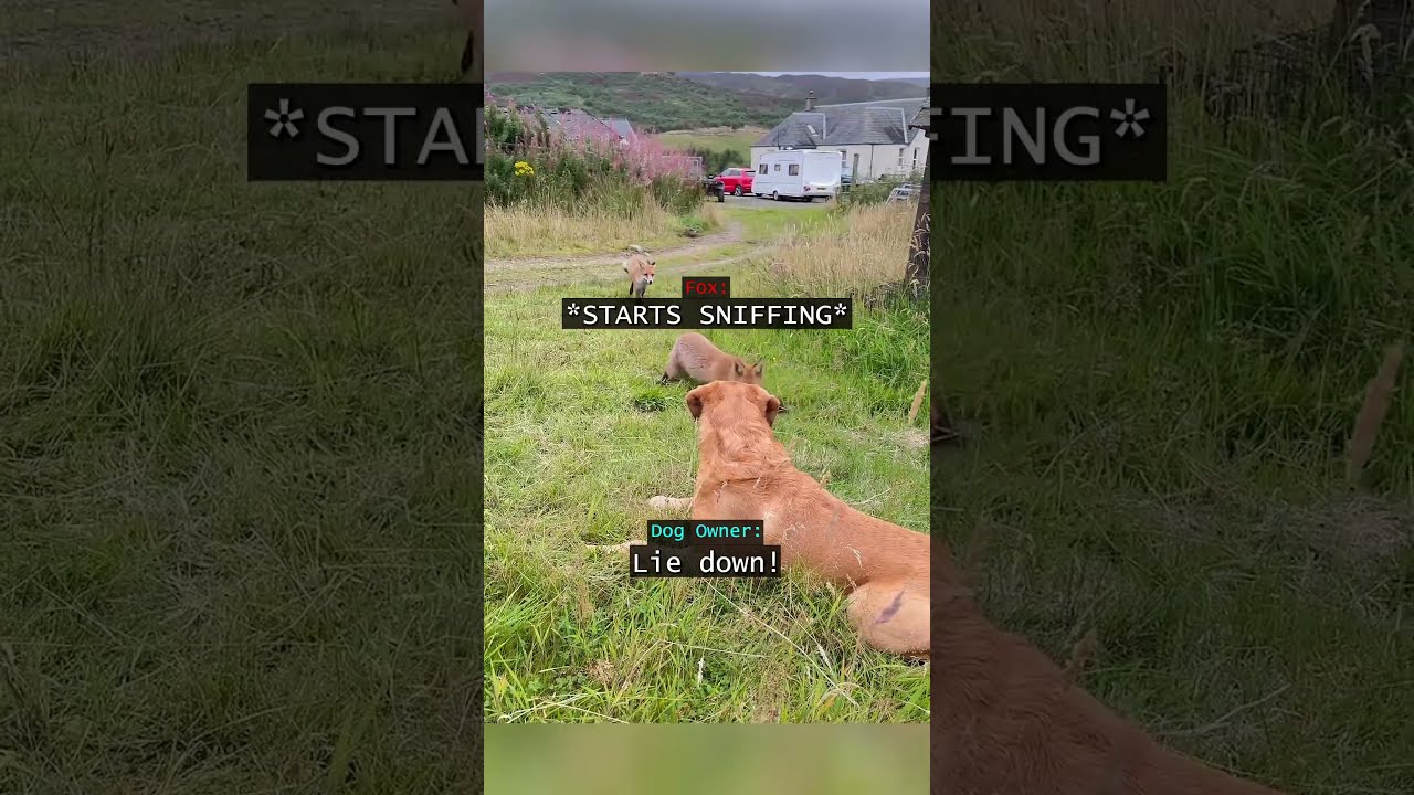 When a Dog and Its Owner Encountered 2 Foxes in the Middle of Nowhere...