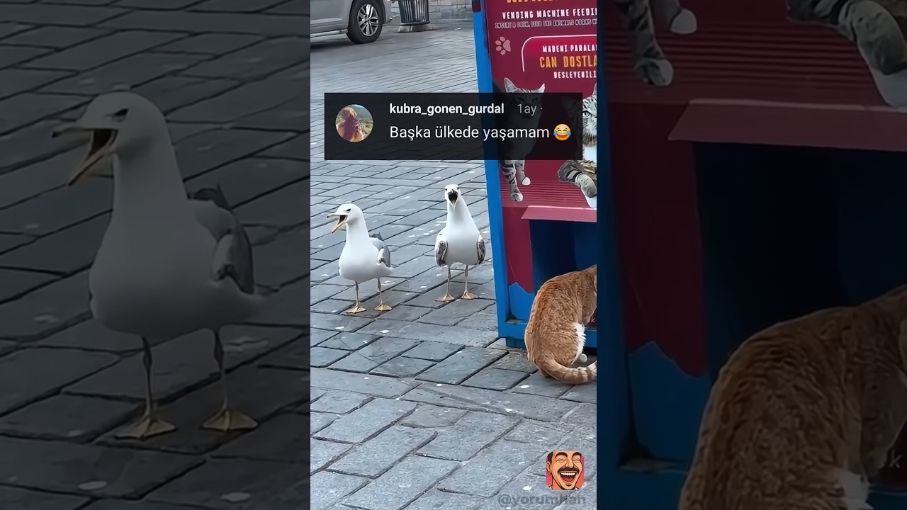 Martılar miyavlamaya başladı 😂