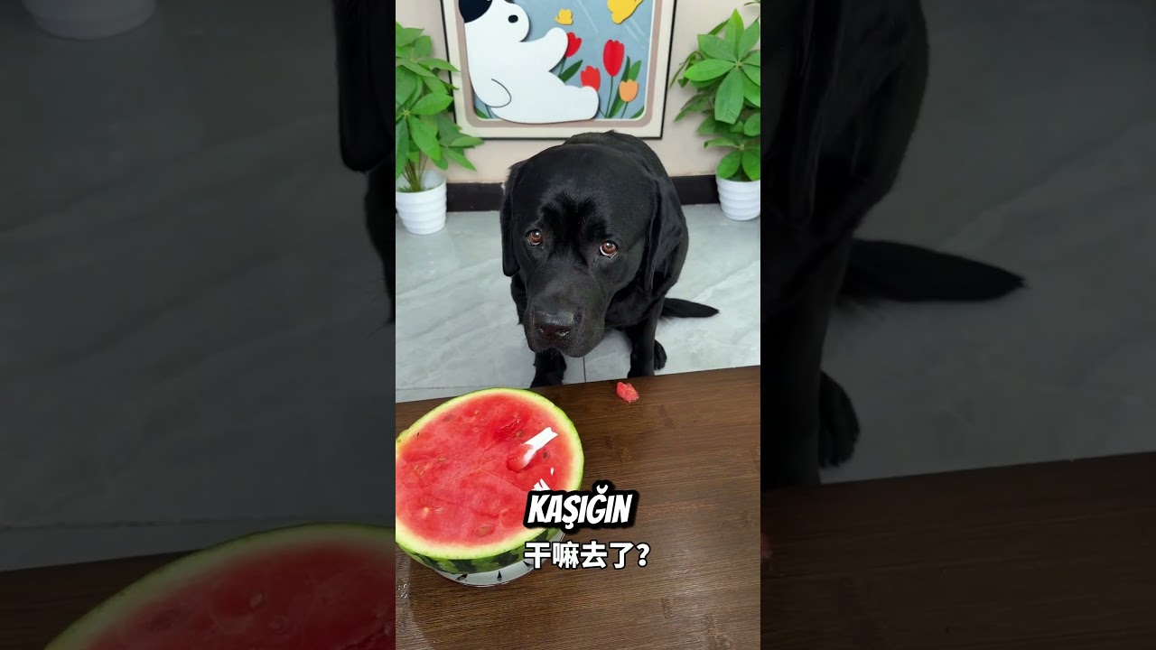 Köpek Çok Akıllıymış 😱😂
