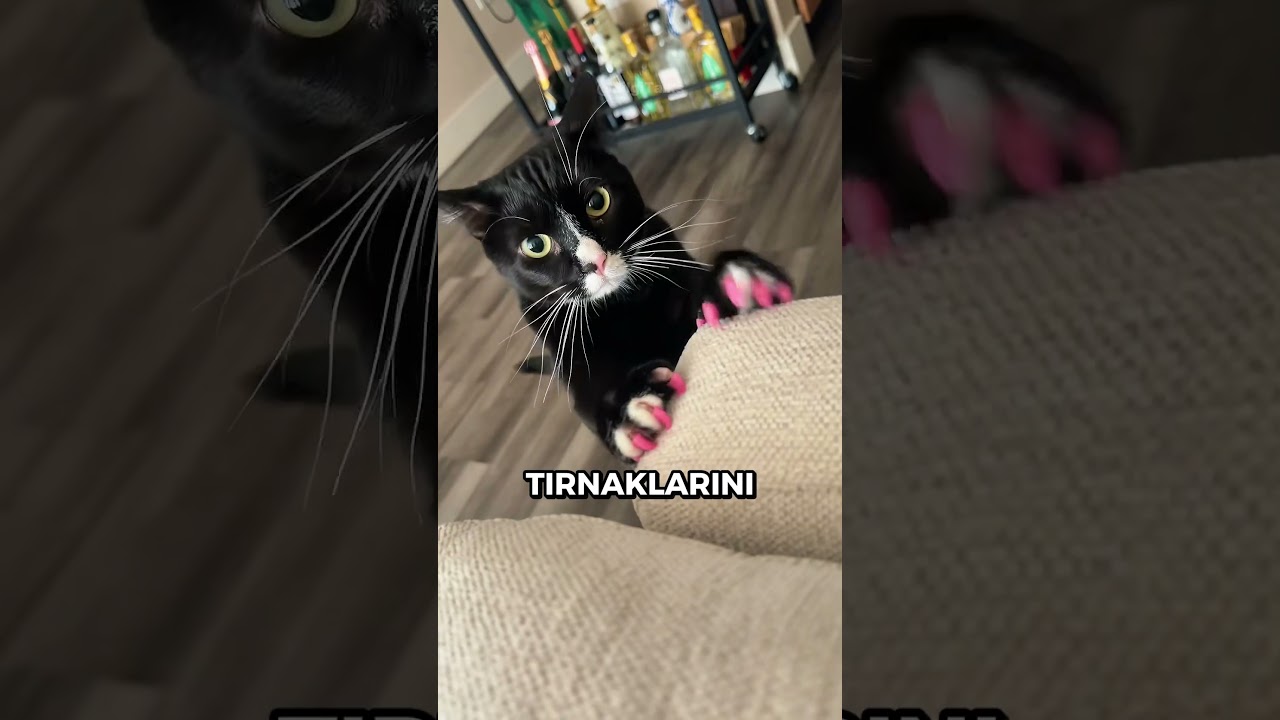 Kedilere ASLA Alınmaması Gereken 3 Ürün 🐈⚠️
