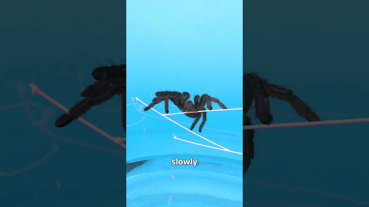 Can A Spider Escape A Glass Cup 🤔